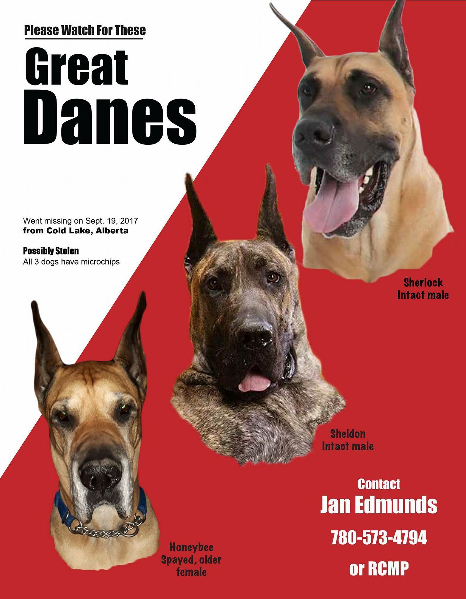 Great Dane Rescue Available Danes - 318heyg
